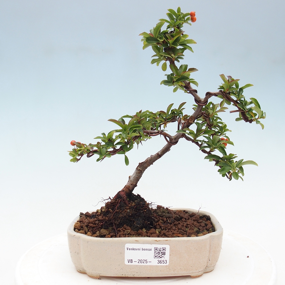 Kültéri bonsai-Pyracantha Teton - Hlox