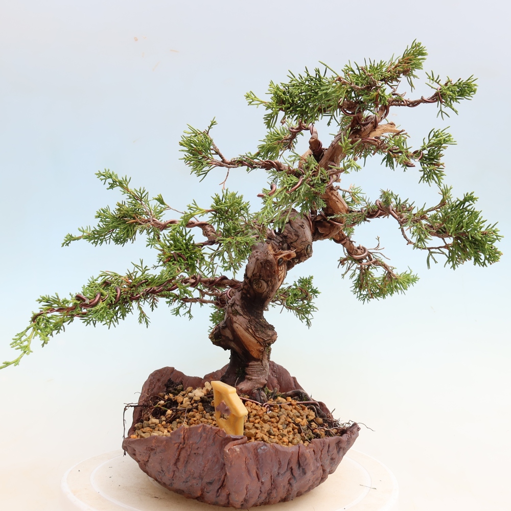 Kültéri bonsai - Juniperus chinensis Itoigawa-Juniperus chinensis