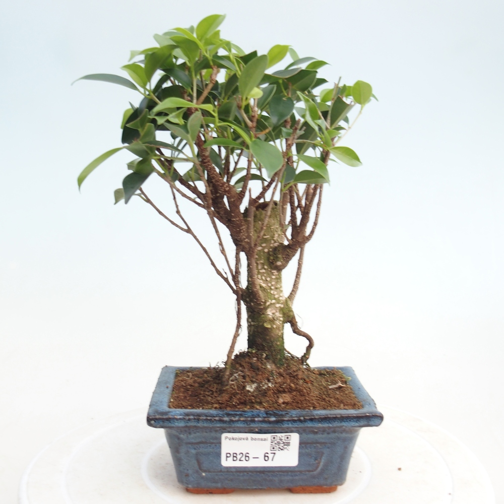 Szoba bonsai Ficus retusa kimmen