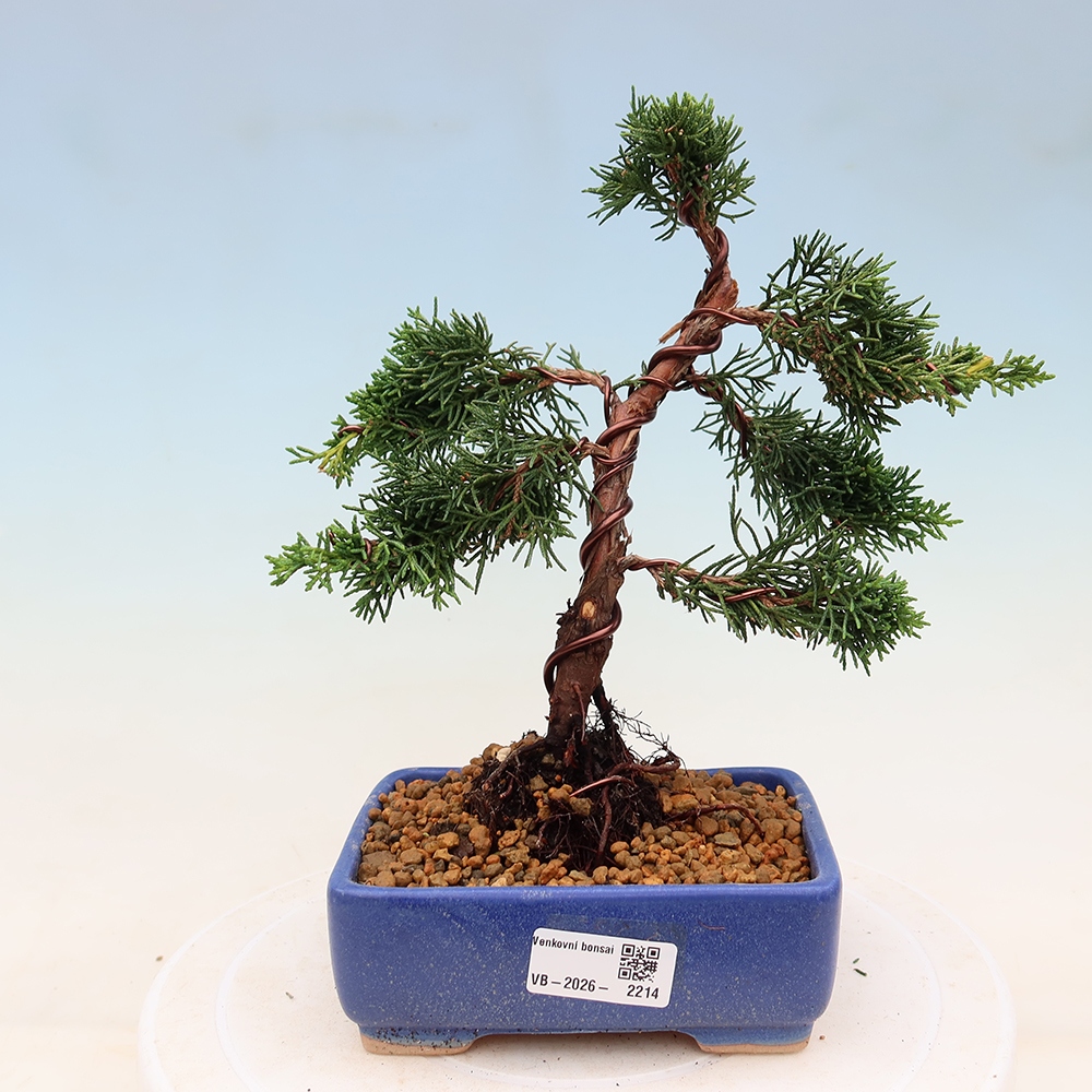 Kültéri bonsai - Juniperus chinensis Kishu