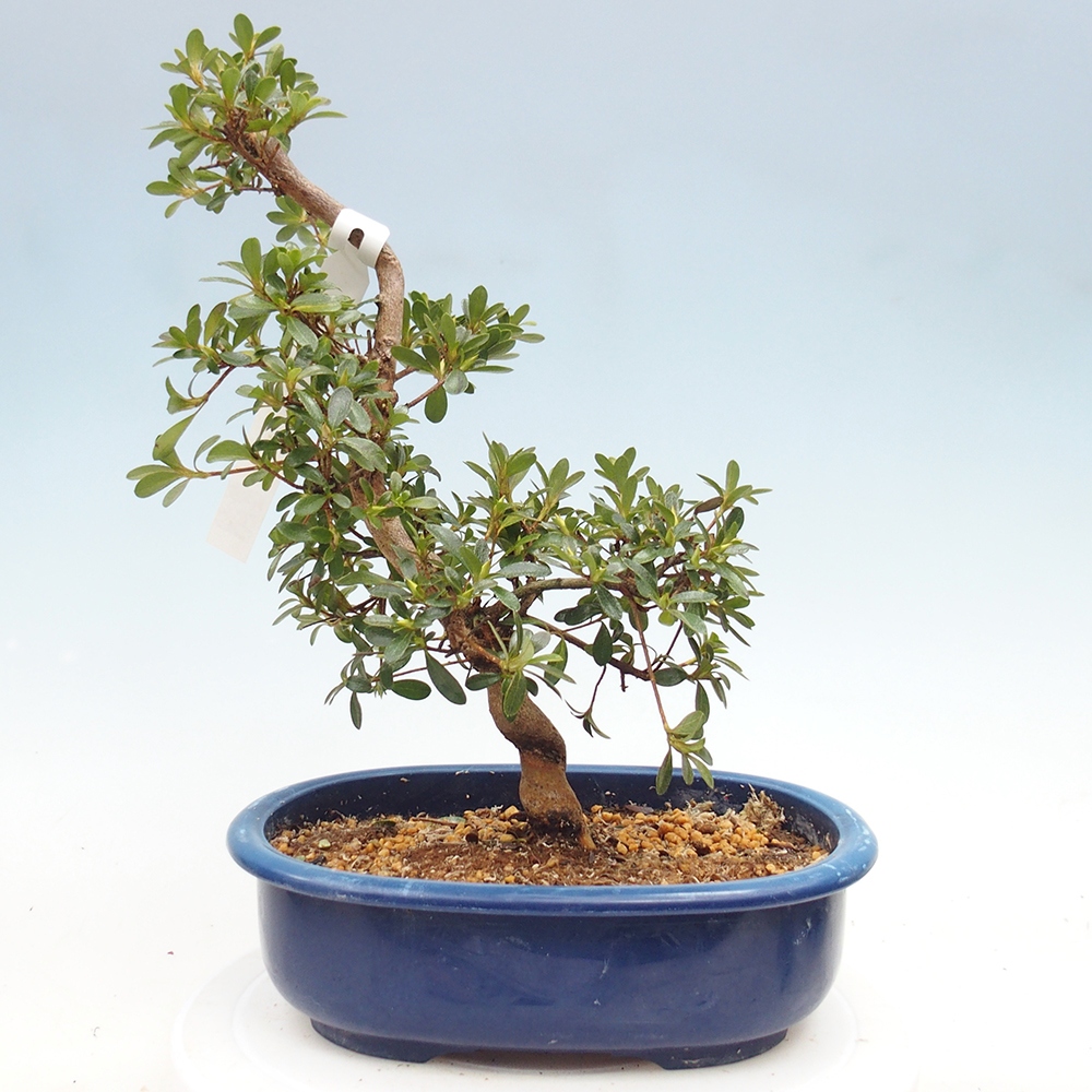 Kültéri bonsai - Japán azálea - Azálea Asahi-no-izumi