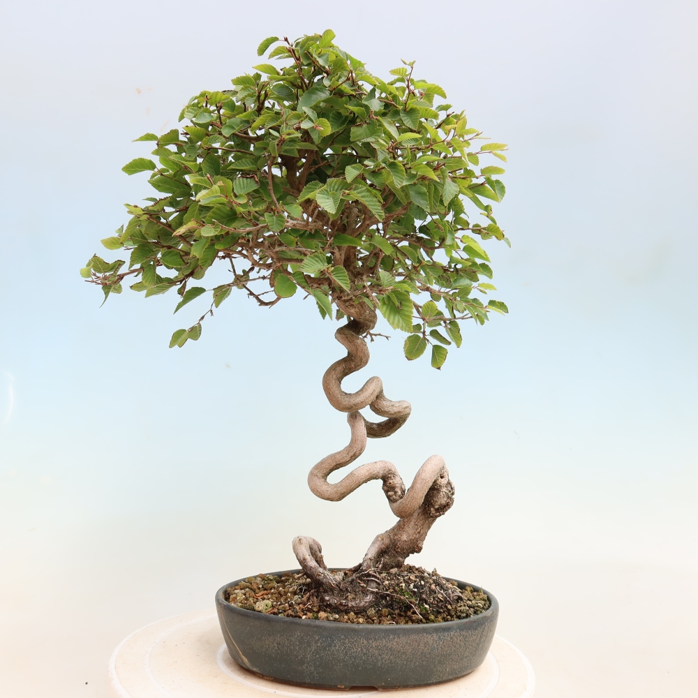 Kültéri bonsai -Carpinus CARPINOIDES - Koreai gyertyánfa