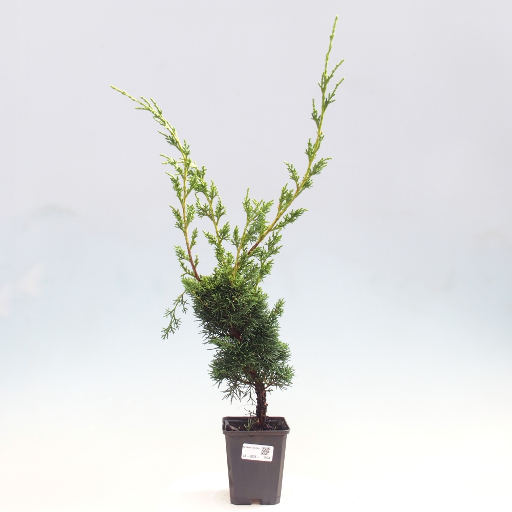 Kültéri bonsai - Juniperus chinensis Kishu