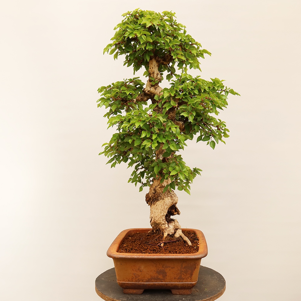 Kültéri bonsai -Carpinus Coreana - Koreai gyertyánfa