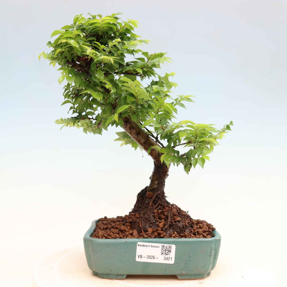 Kültéri bonsai – Ulmus Jacqueline Hillier – Gyönyörű szil