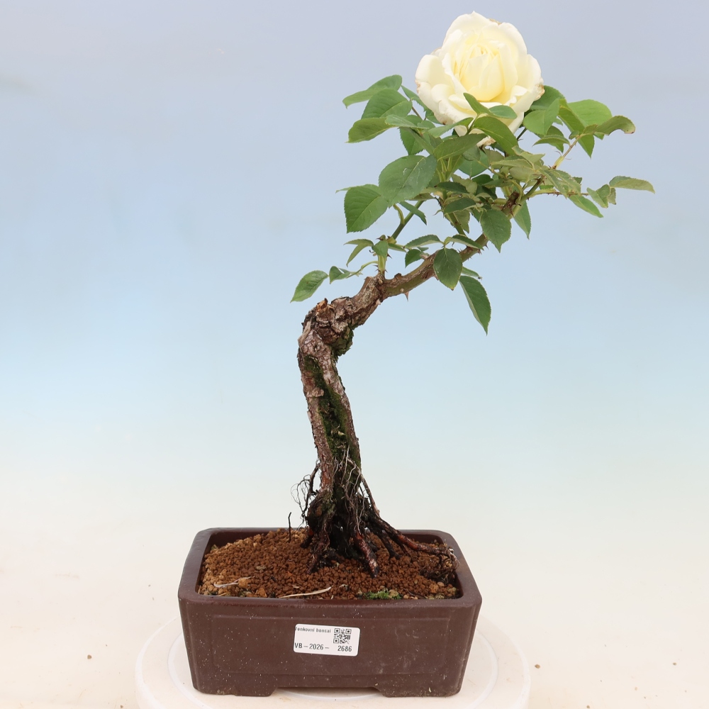 Kültéri bonsai - Rosa Kordes - rózsa