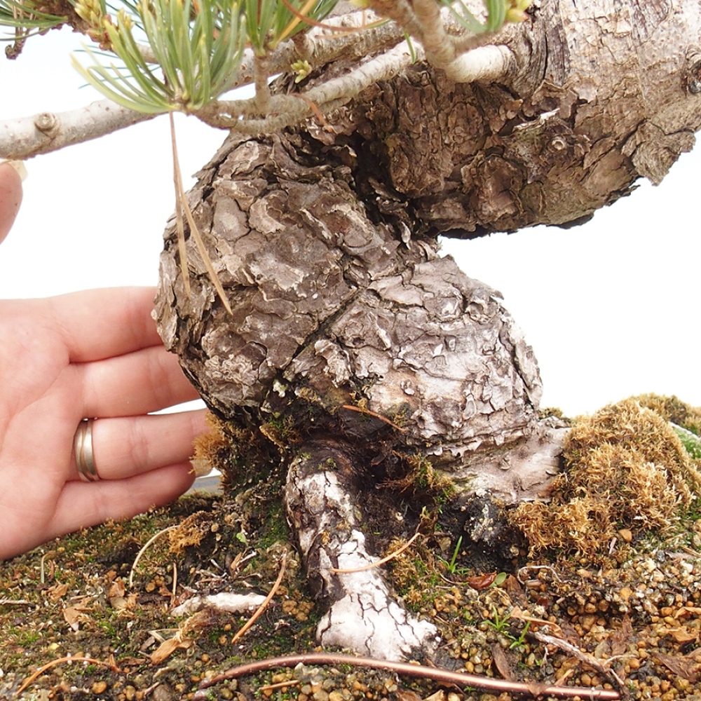 Kültéri bonsai - Pinus parviflora - Pinus parviflora