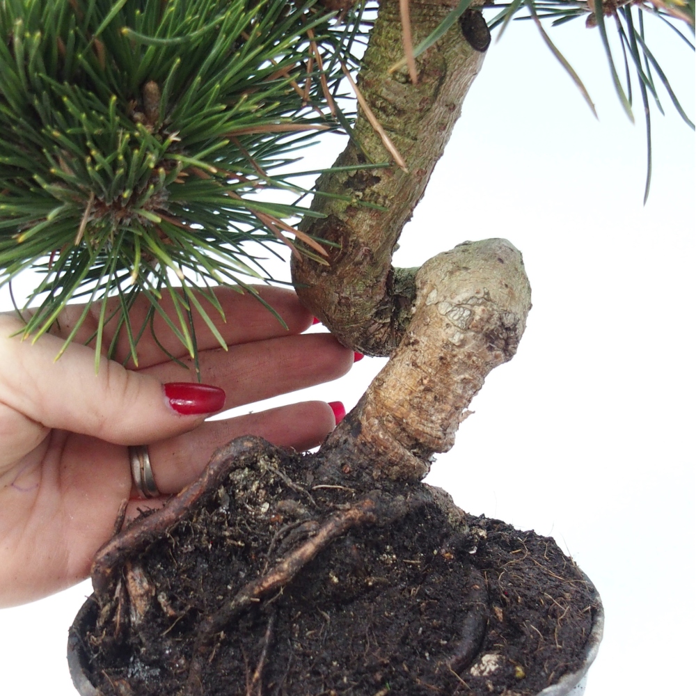 Kültéri bonsai - Pinus thunbergii senjyumaru - Thunberg fenyő