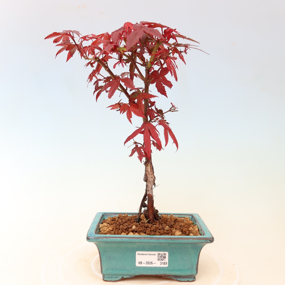 Kültéri bonsai – tenyérlevelű juhar – Acer palmatum Berry Broom 