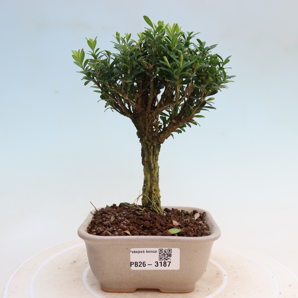 Szobai bonsai - Buxus harlandii - parafa buxus