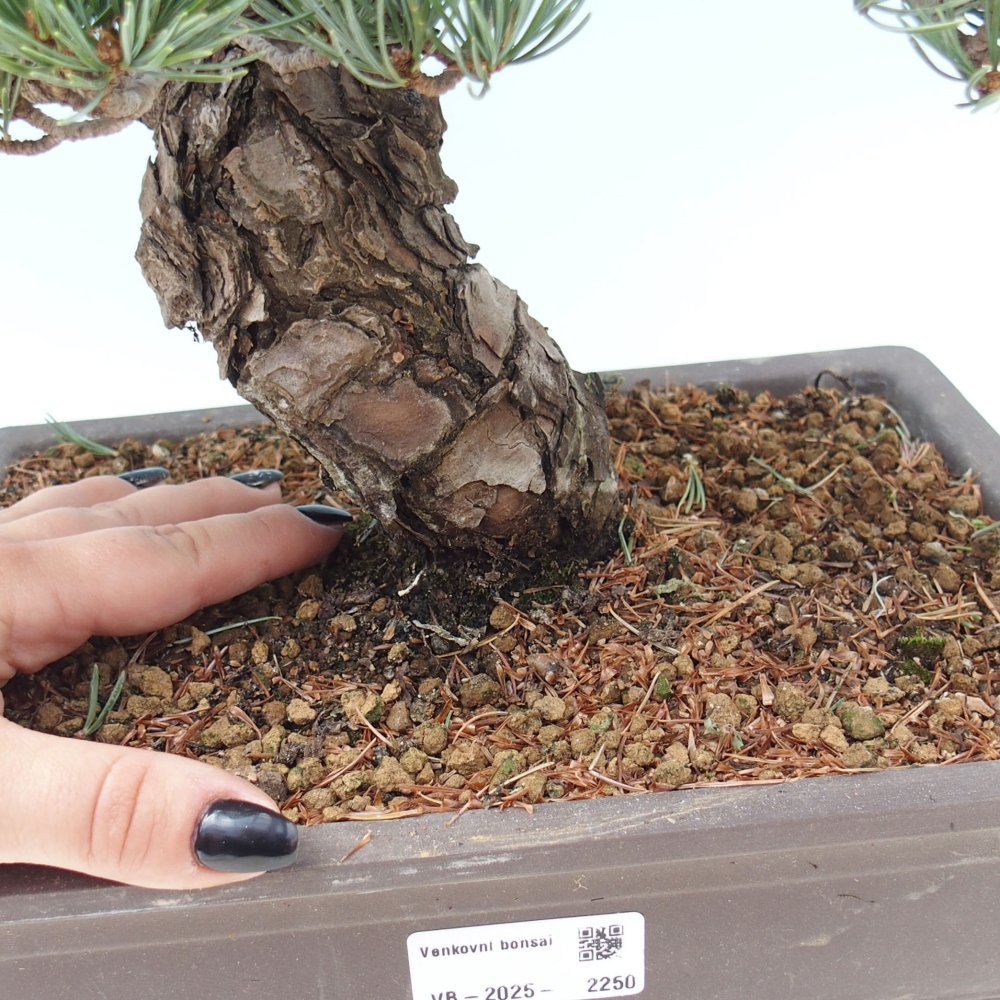 Kültéri bonsai - Pinus parviflora - Pinus parviflora