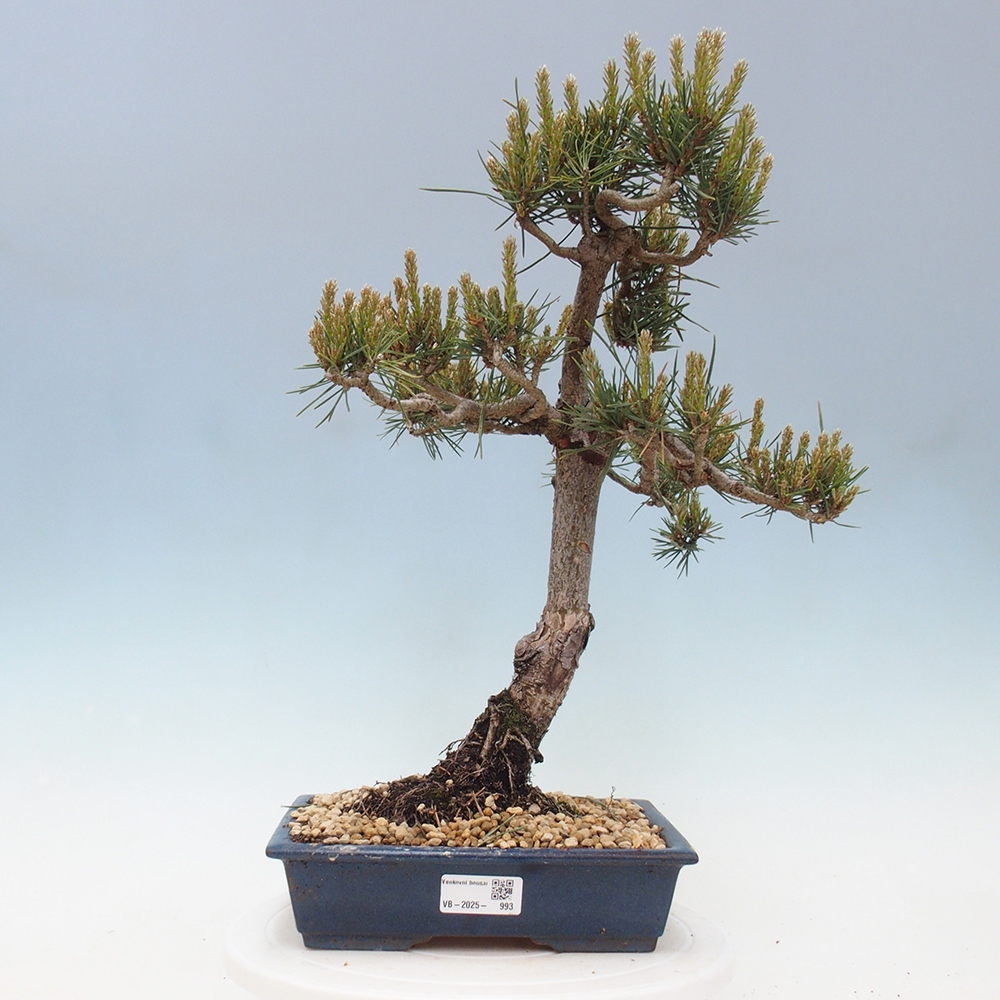 Kültéri bonsai - Pinus Sylvestris Watererri - erdeifenyő
