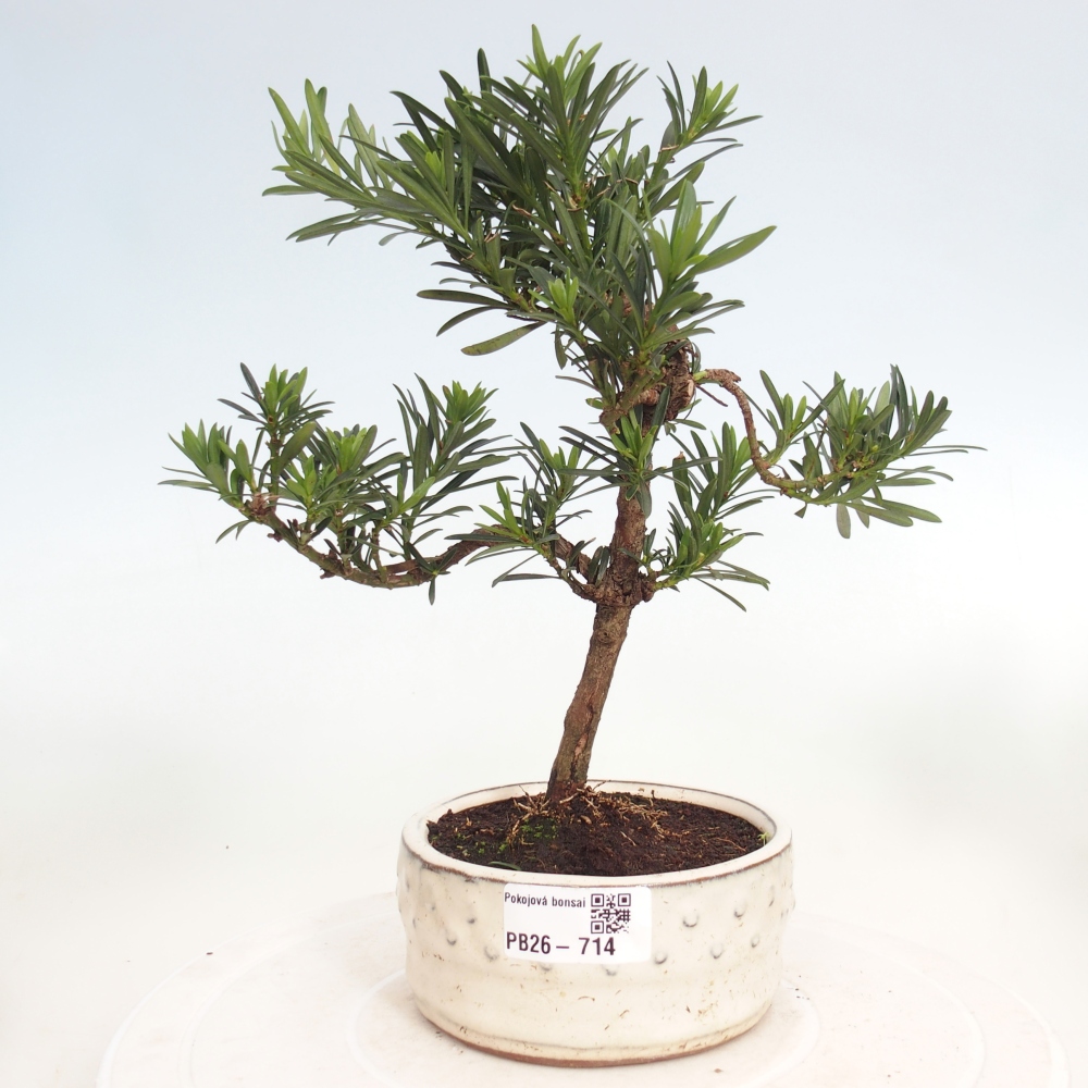 Szobai bonsai - Podocarpus - Kőtiszafa