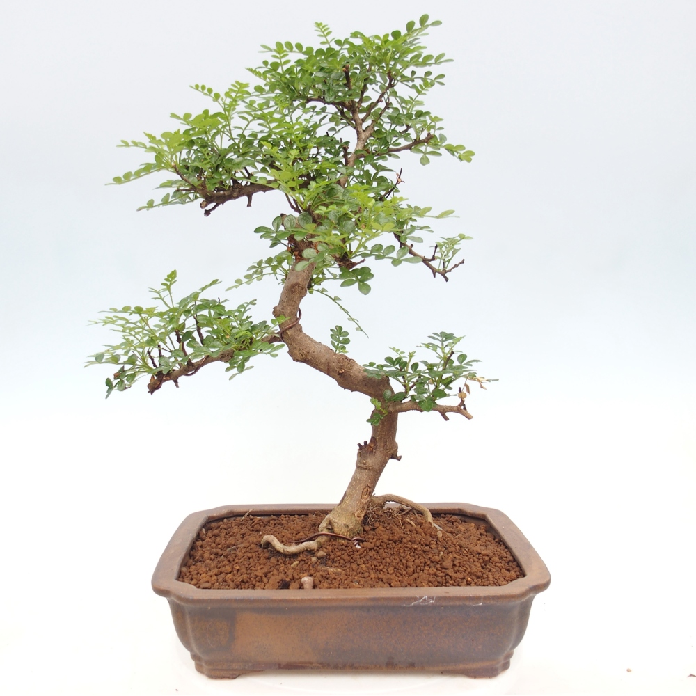 Szobai bonsai - Zantoxylum piperitum - borsfa