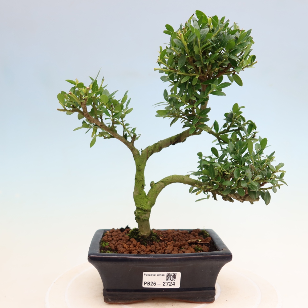 Szobai bonsai - Ilex crenata - Holly