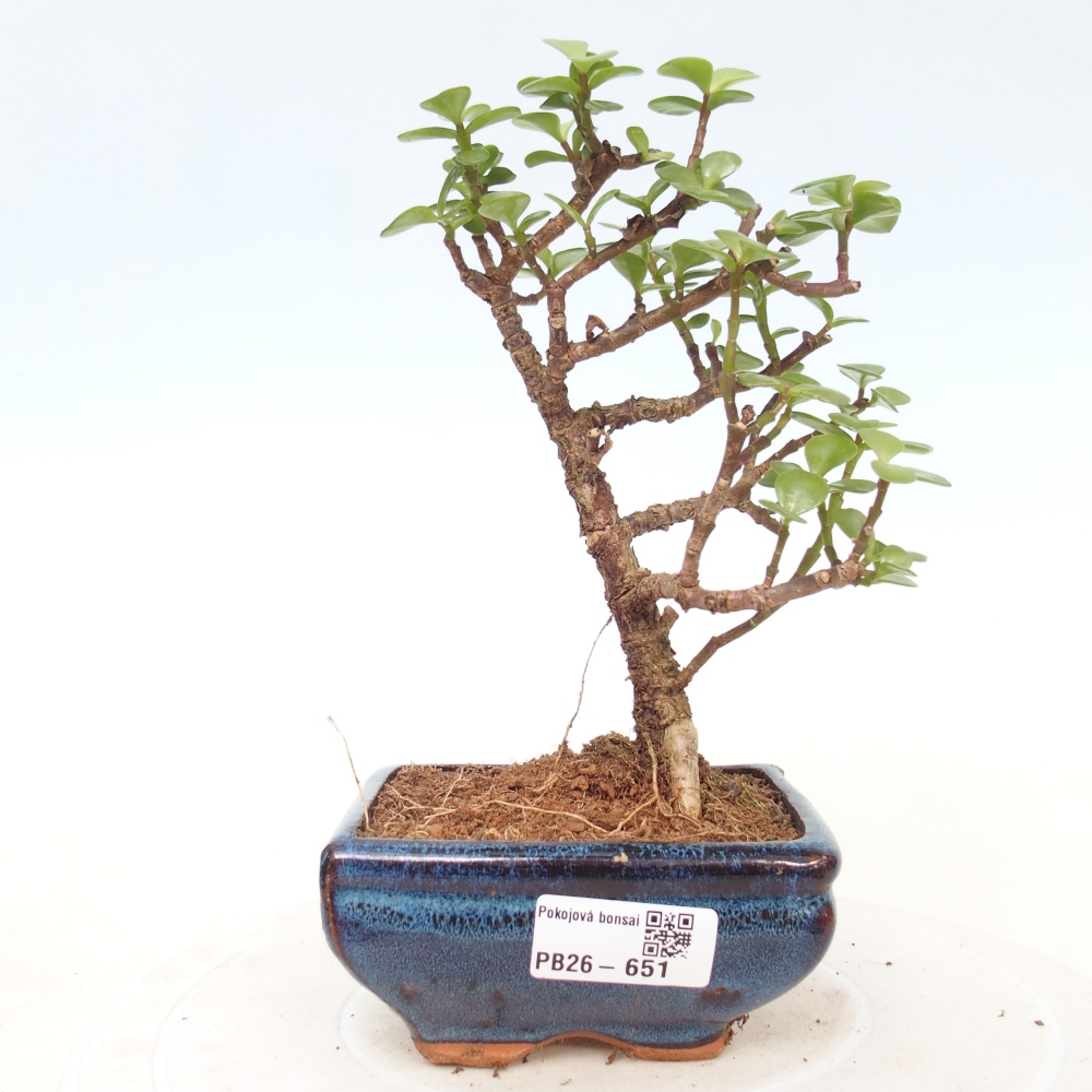 Szoba bonsai - Portulakaria Afra - Tlustice