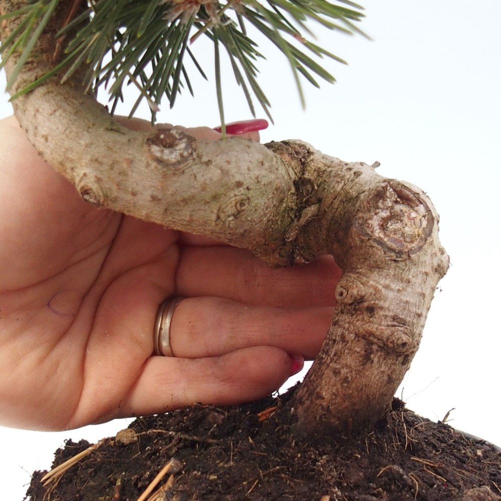 Kültéri bonsai - Pinus thunbergii senjyumaru - Thunberg fenyő