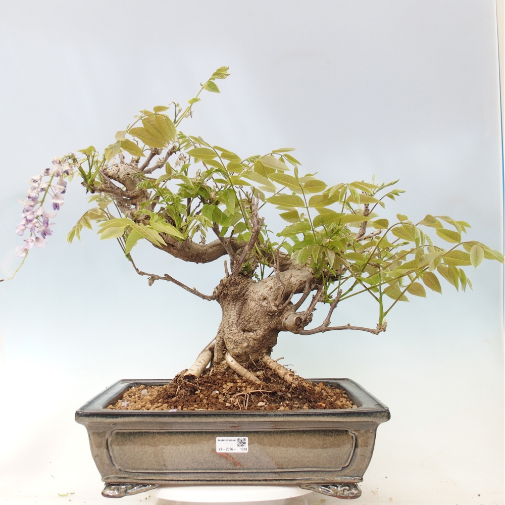 Kültéri bonsai - Wisteria floribunda