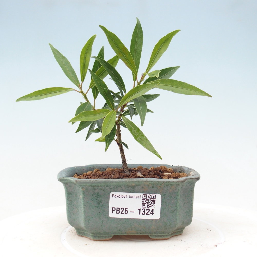 Szobai bonsai - Ficus nerifolia - kislevelű fikusz