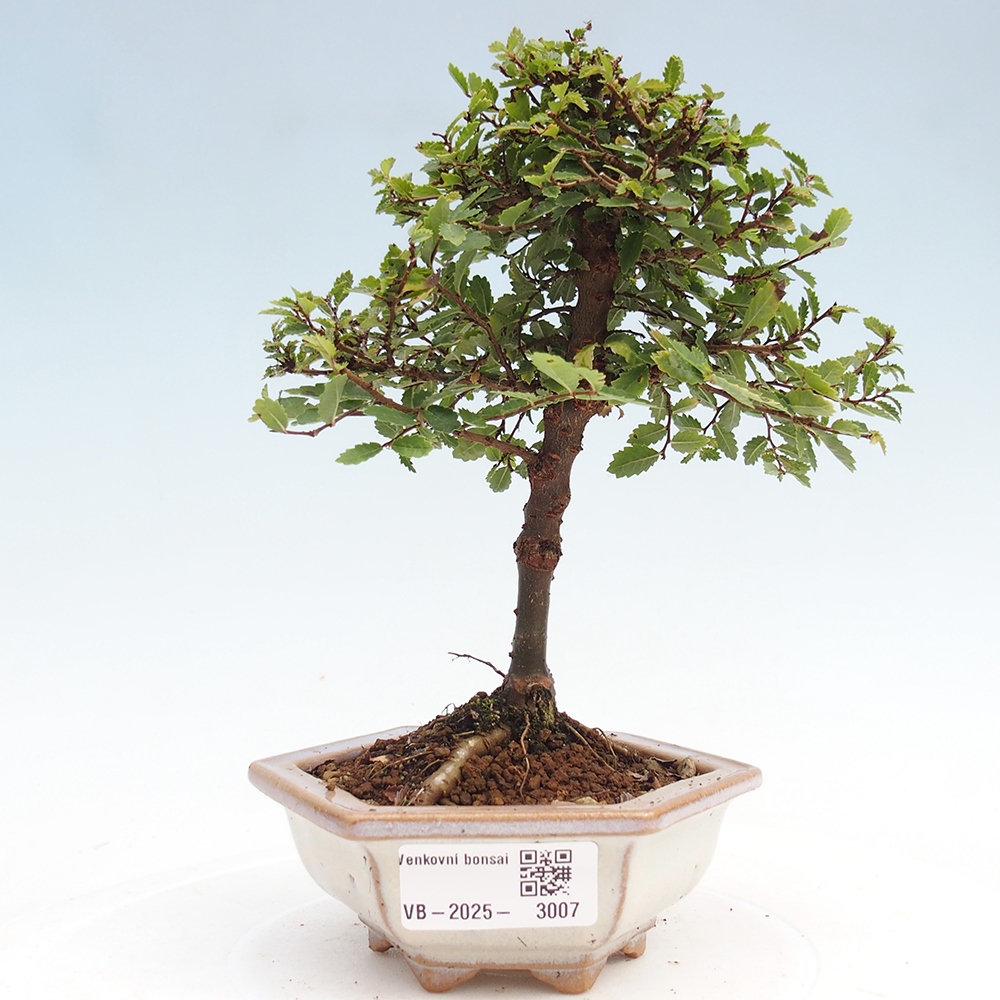 Kültéri bonsai - Ulmus parvifolia Sagei - Kislevelű szilfa