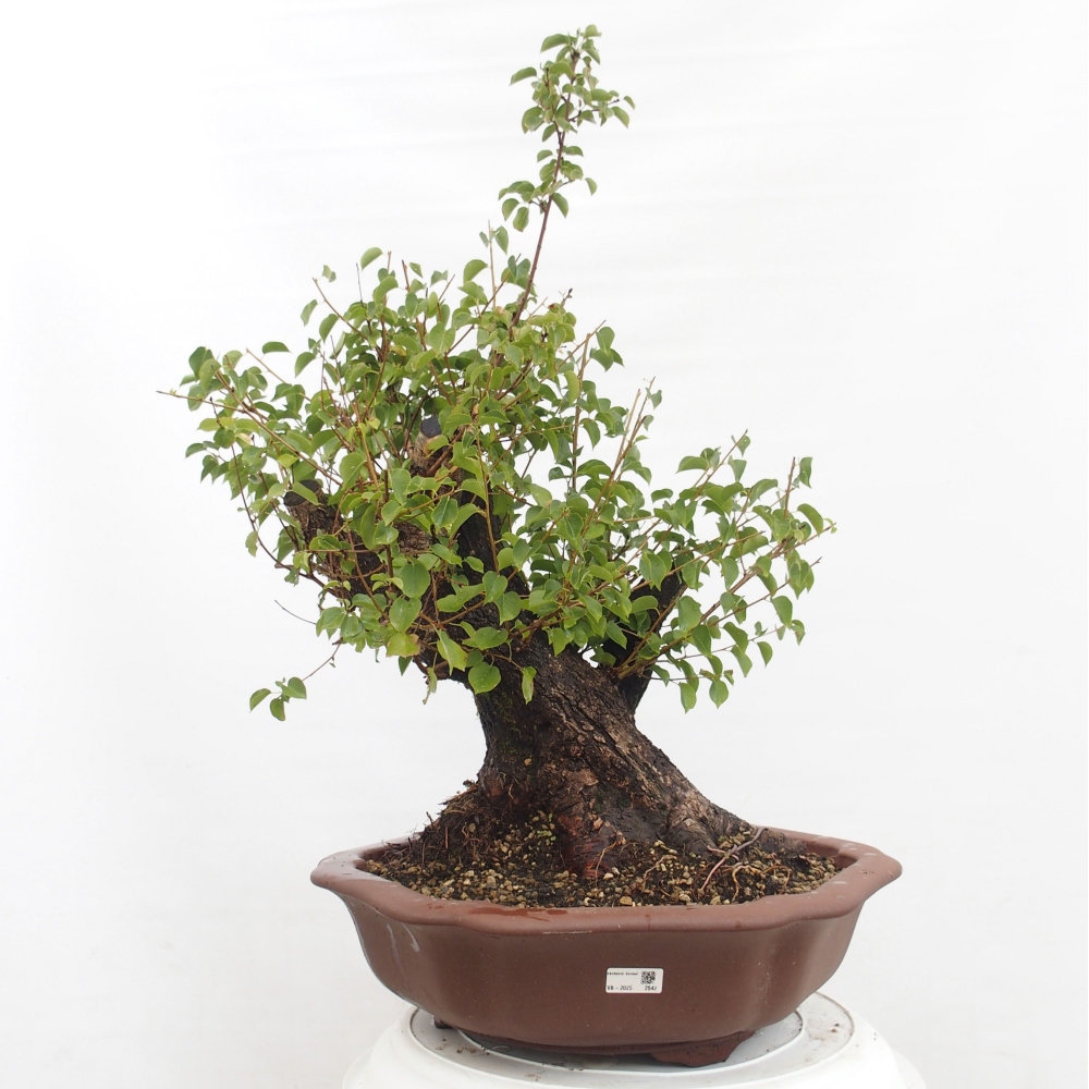 Kültéri bonsai - Mahalebka - Prunus mahaleb - Prunus mahaleb