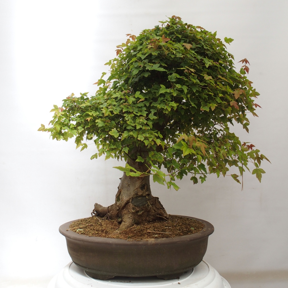 Kültéri bonsai - Acer Buergerianum - Burger juhar