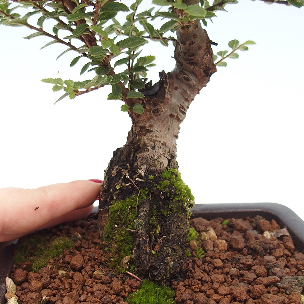 Kültéri bonsai - Ulmus parvifolia Hokkaido - Kínai szil - Ulmus parvifolia Hokkaido