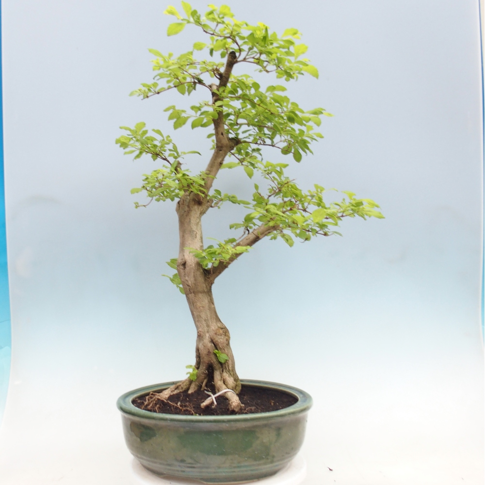 Szobai bonsai - Duranta erecta Aurea - CSAK SZEMÉLYES Begyűjtés vagy raklapos szállítás