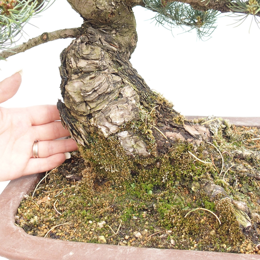 Kültéri bonsai - Pinus parviflora - Pinus parviflora