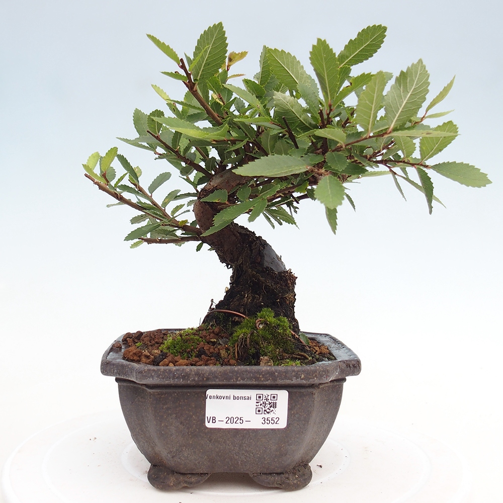 Kültéri bonsai - Zelkova - Zelkova NIRE