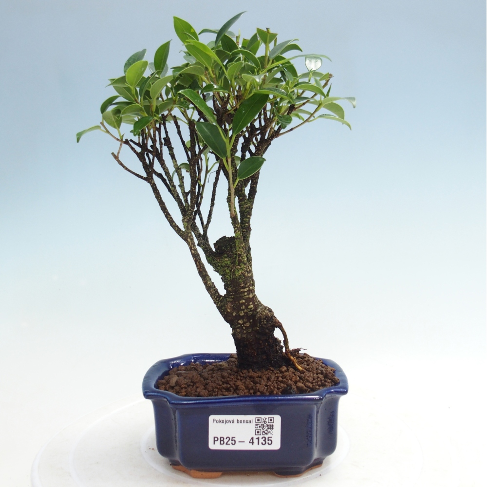 Szoba bonsai Ficus retusa kimmen