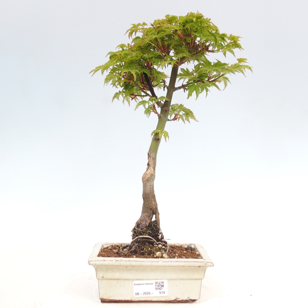 Kültéri bonsai -Javor pálma Acer palmatum Shishigashira