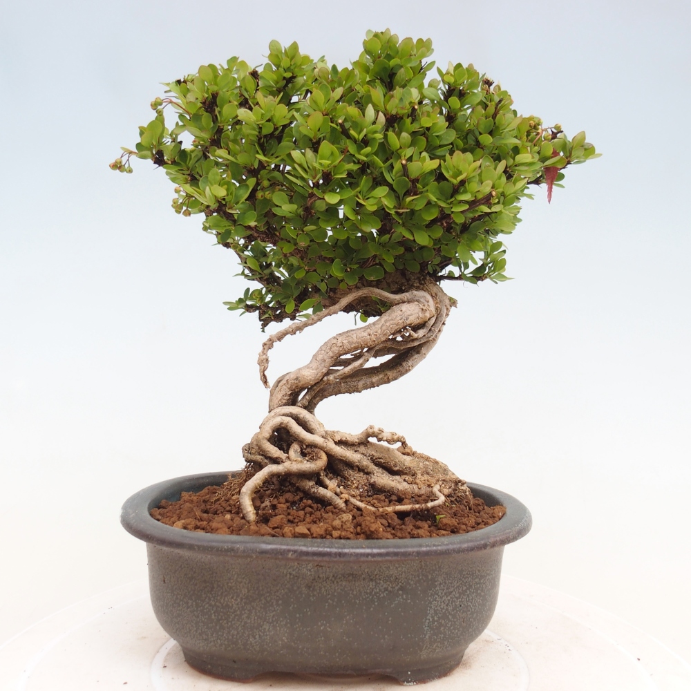 Kültéri bonsai - Berberis coreana