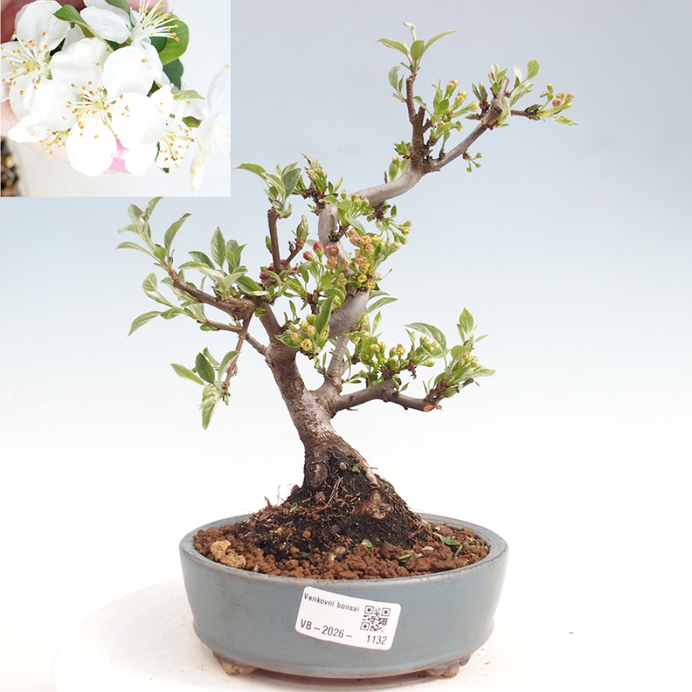 Kültéri bonsai - Malus sargentii - Kis gyümölcsű almafa