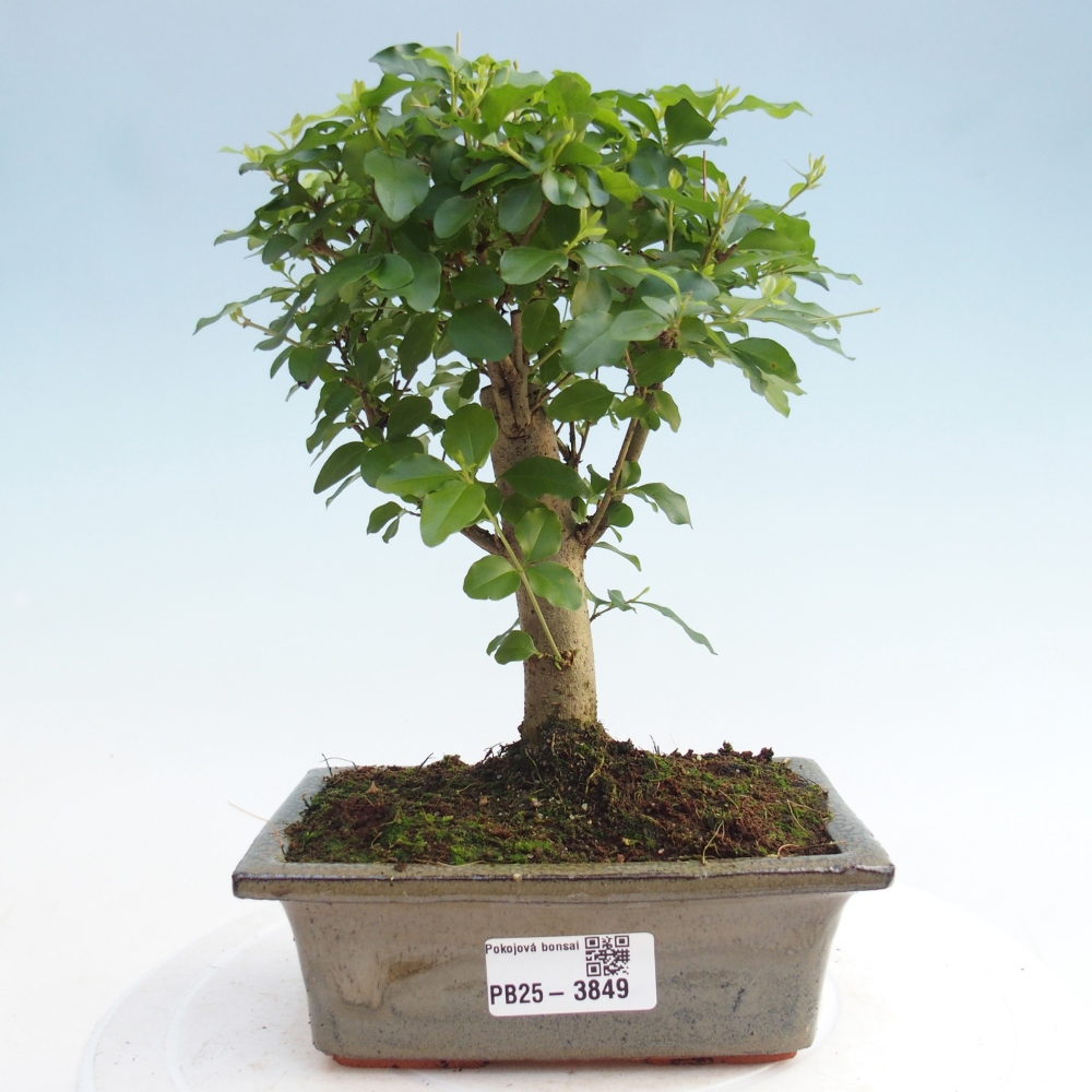 Szobai bonsai -Ligustrum chinensis - Madárcsőr