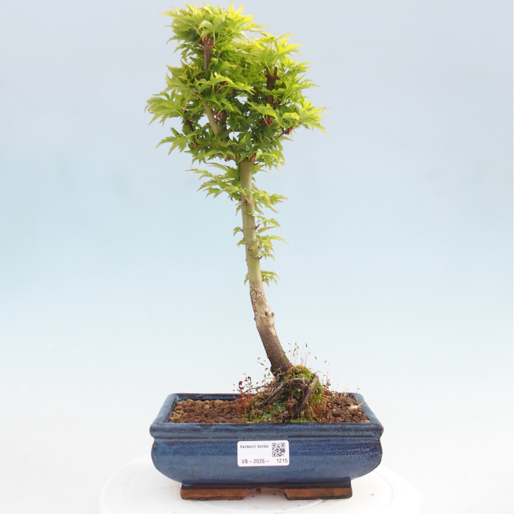 Kültéri bonsai -Javor pálma Acer palmatum Shishigashira