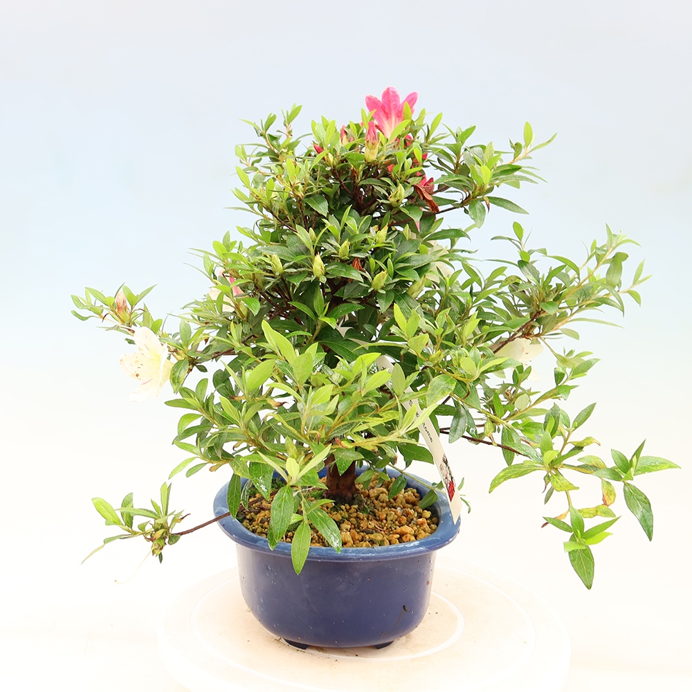 Kültéri bonsai - Japán azálea - Azalea Suigootome