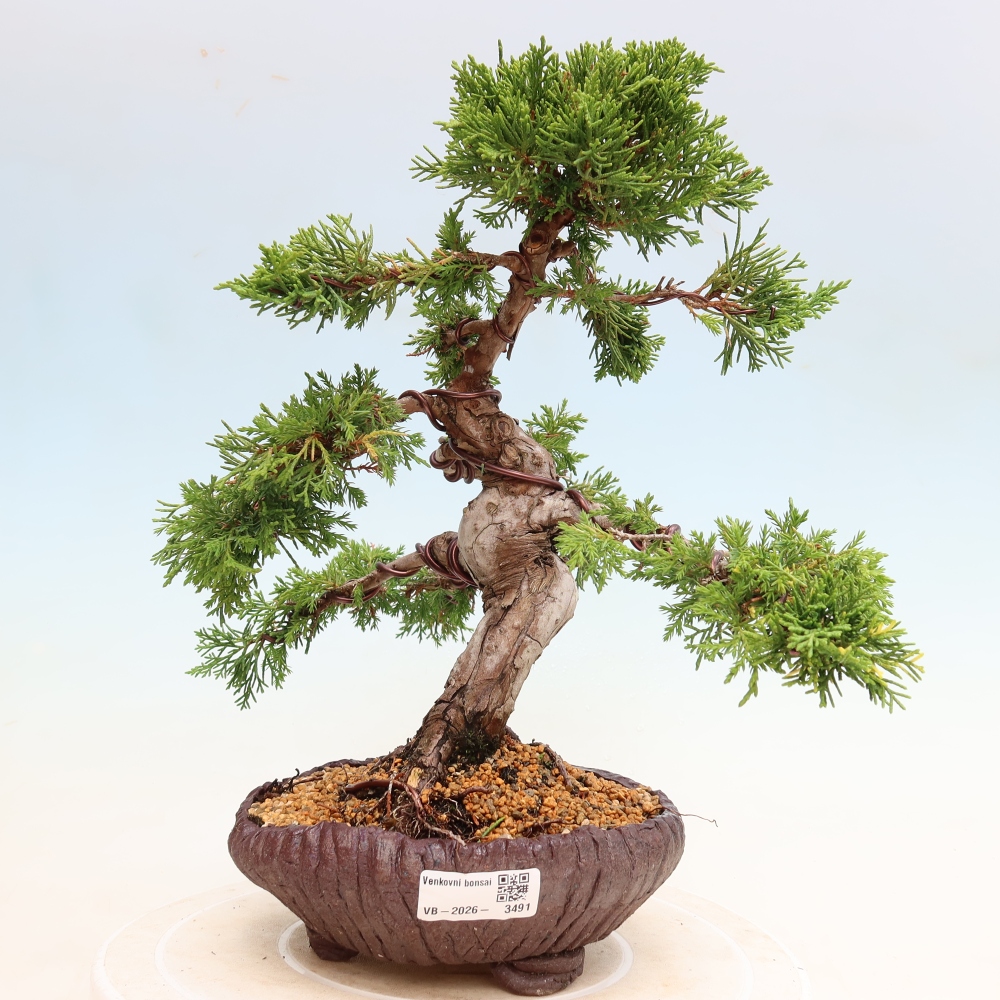 Kültéri bonsai - Juniperus chinensis Itoigawa-Juniperus chinensis