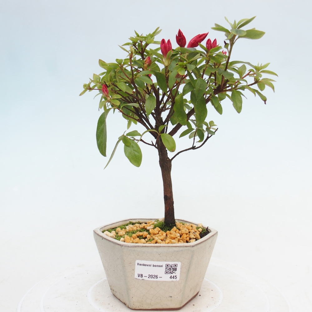 Kültéri bonsai - japán azálea - Azalea sp.