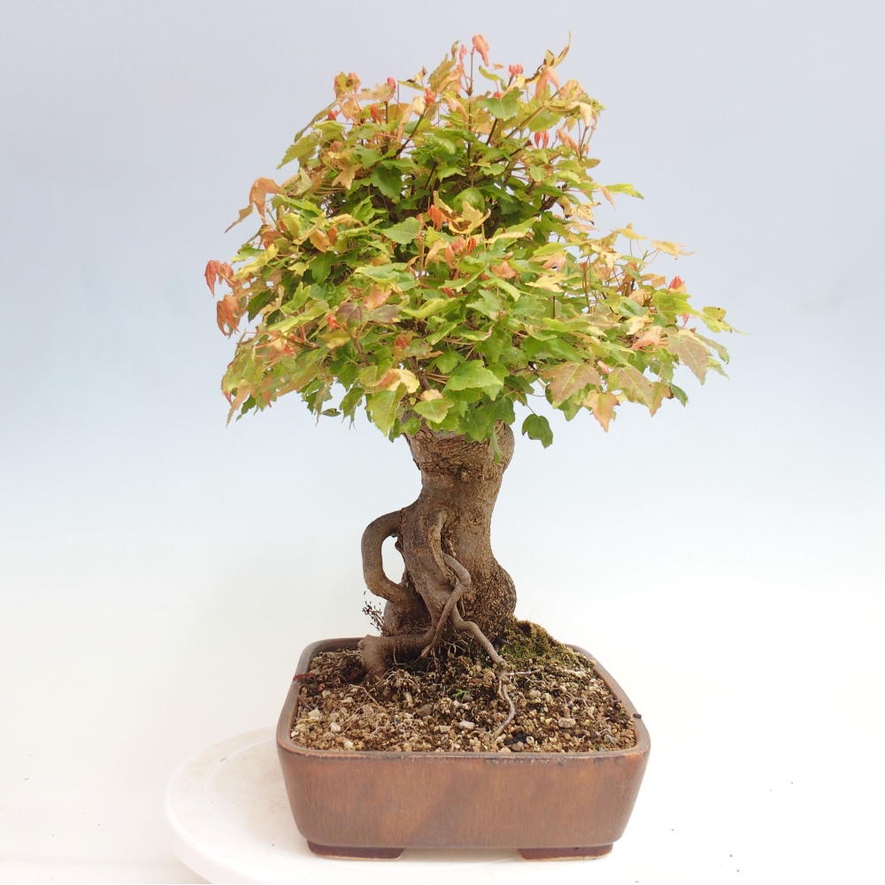 Kültéri bonsai - Acer Buergerianum - Burger juhar
