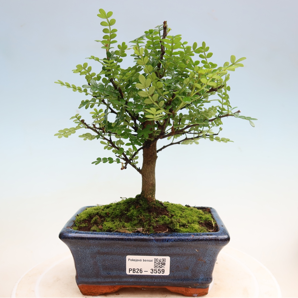 Szobai bonsai - Zantoxylum piperitum - borsfa
