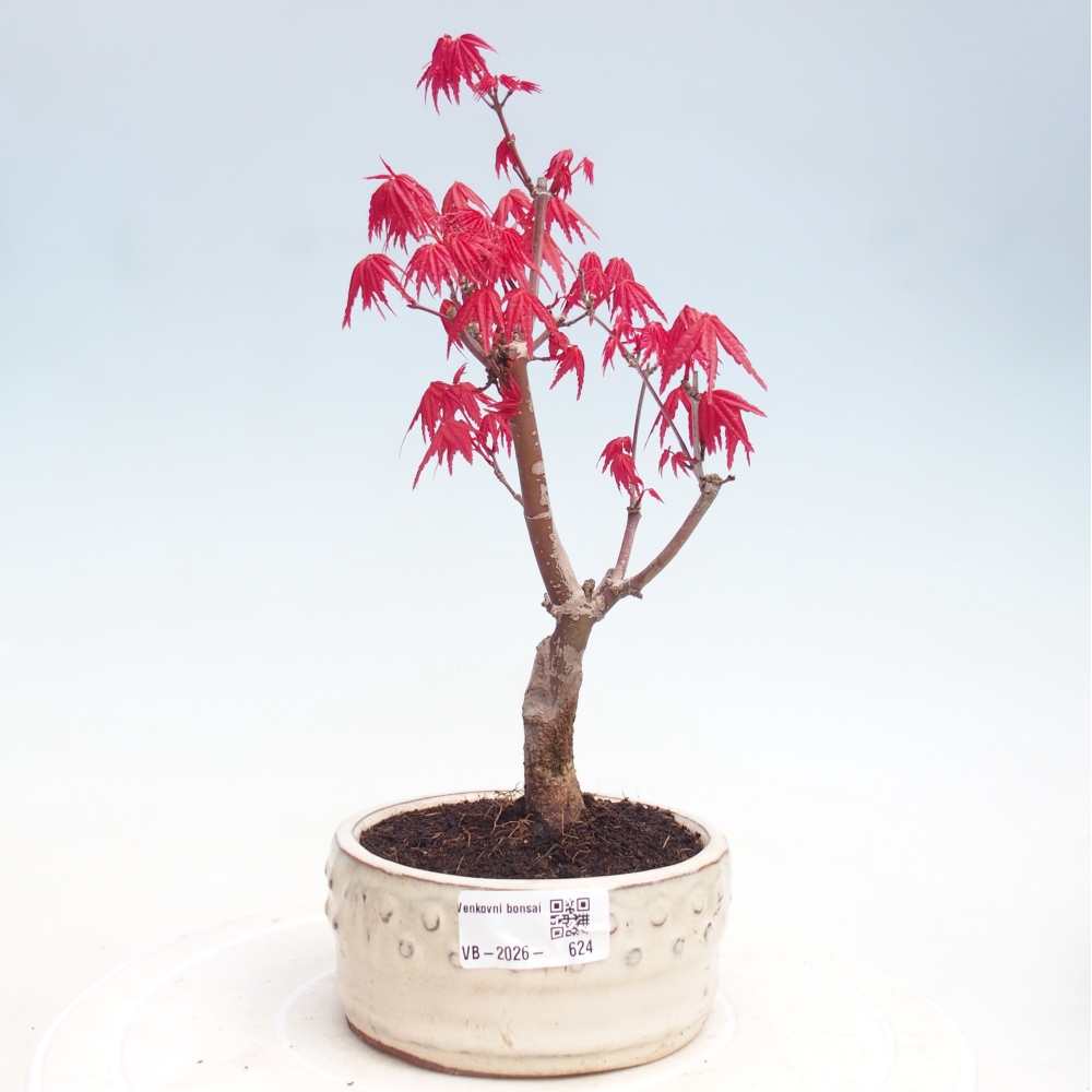 Kültéri bonsai - Acer palmatum DESHOJO