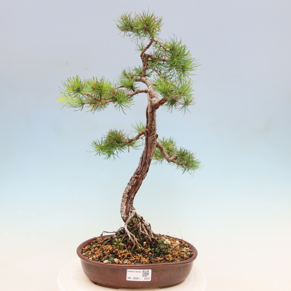 Kültéri bonsai - Larix decidua - vörösfenyő