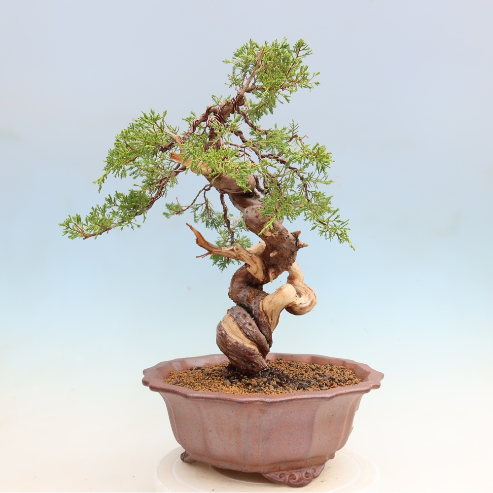 Kültéri bonsai - Juniperus chinensis Itoigawa-Juniperus chinensis