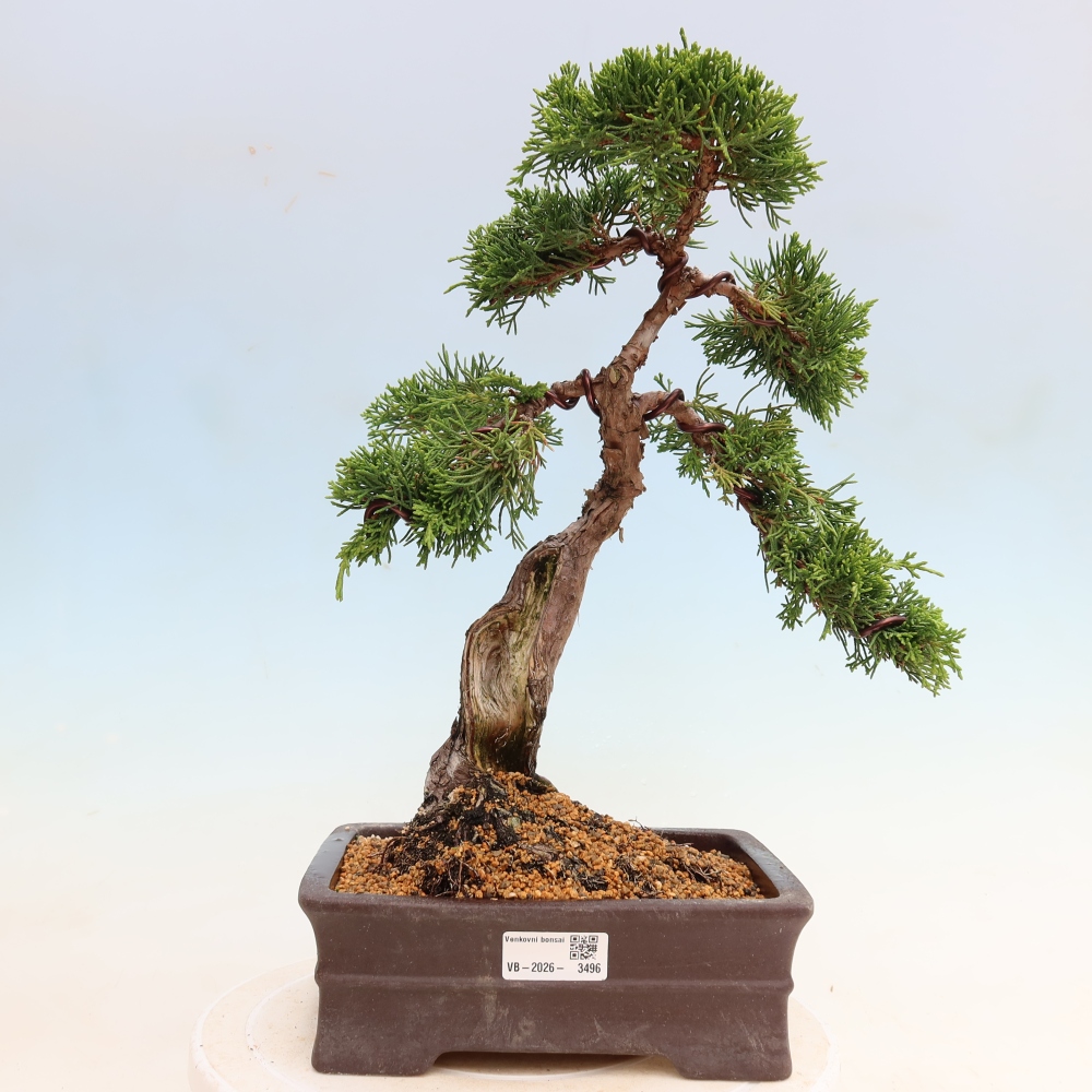 Kültéri bonsai - Juniperus chinensis Itoigawa-Juniperus chinensis