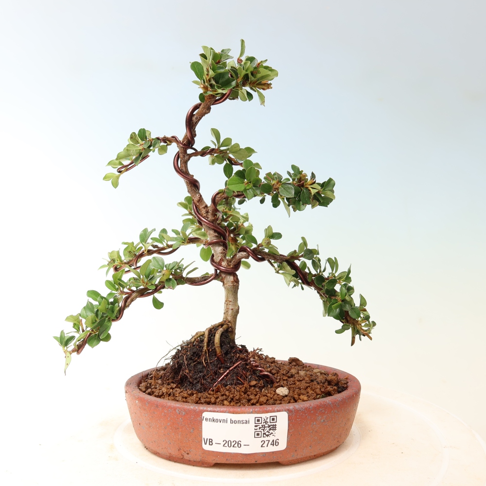 Kültéri bonsai - Cotoneaster horizontalis - Rocky Mountain