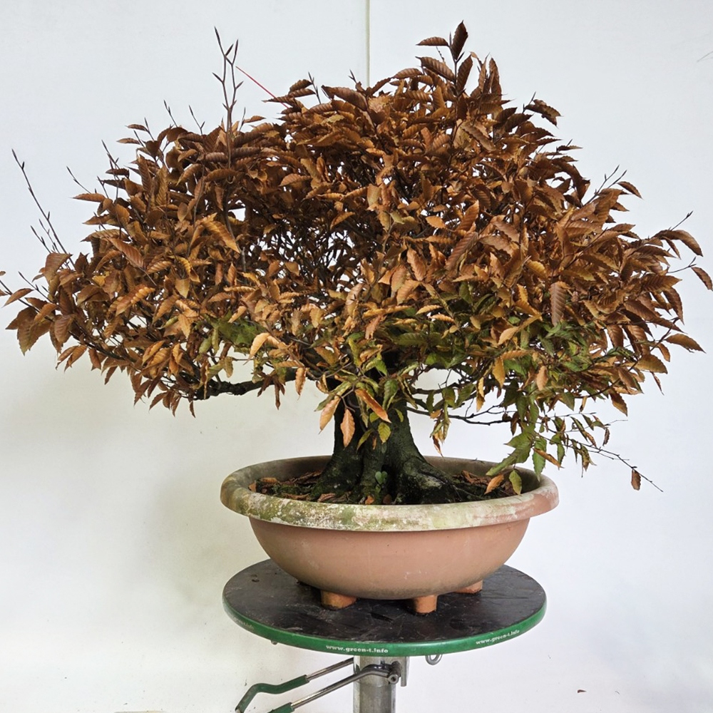 Kültéri bonsai - Fagus crenata