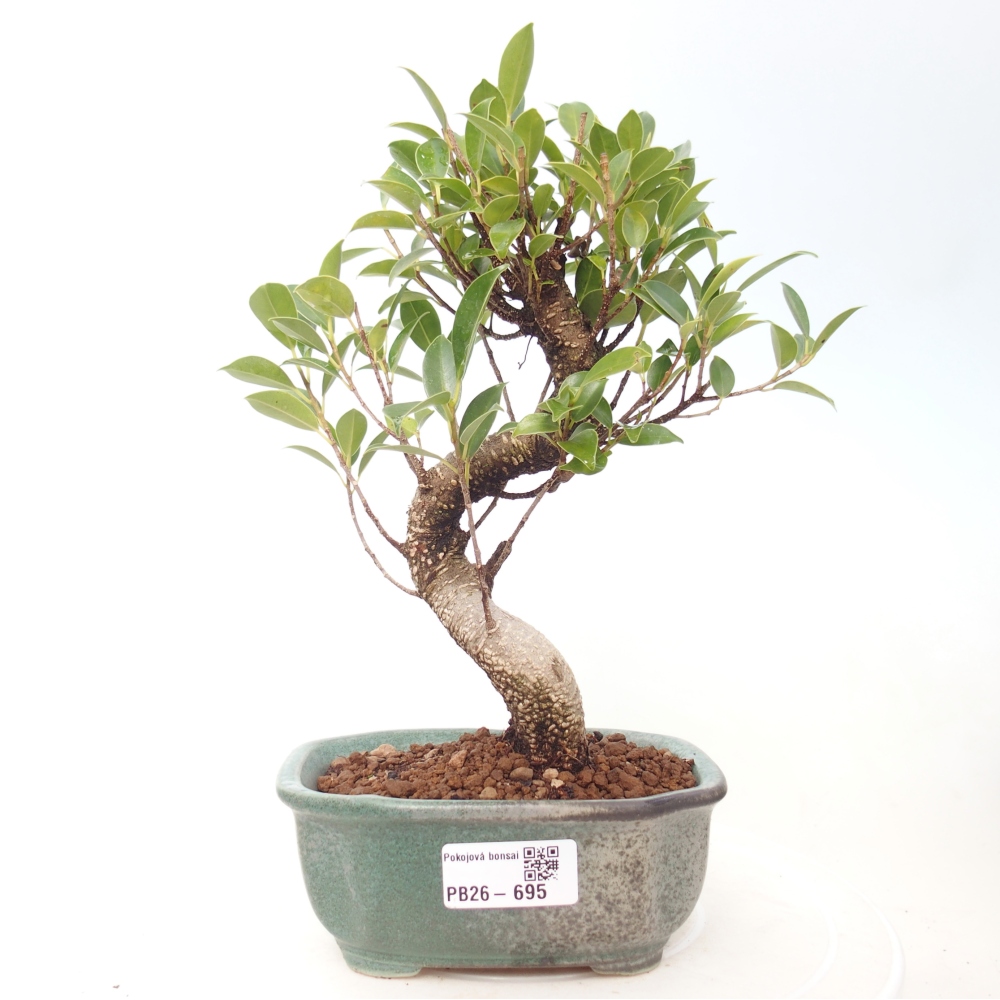 Szobai bonsai - Ficus retusa - kislevelű fikusz