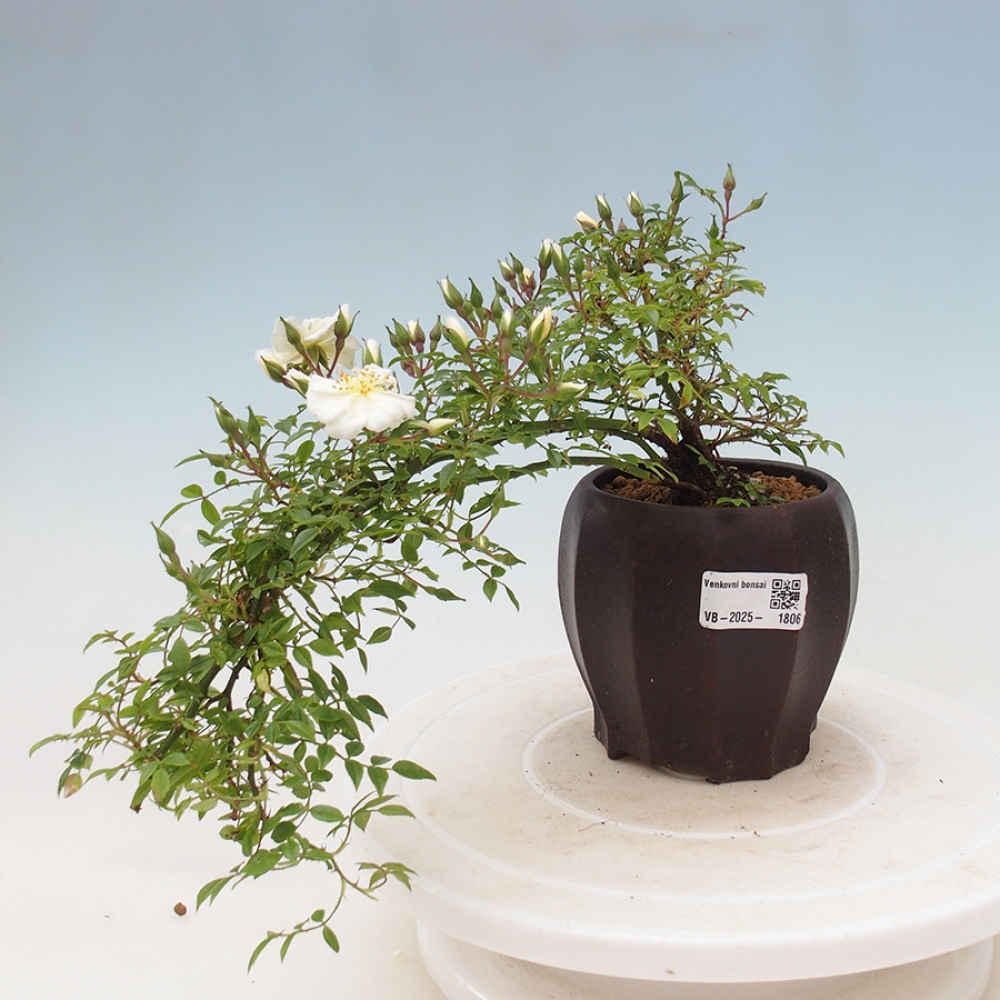 Kültéri bonsai - Rosa Sea Foam - rózsa