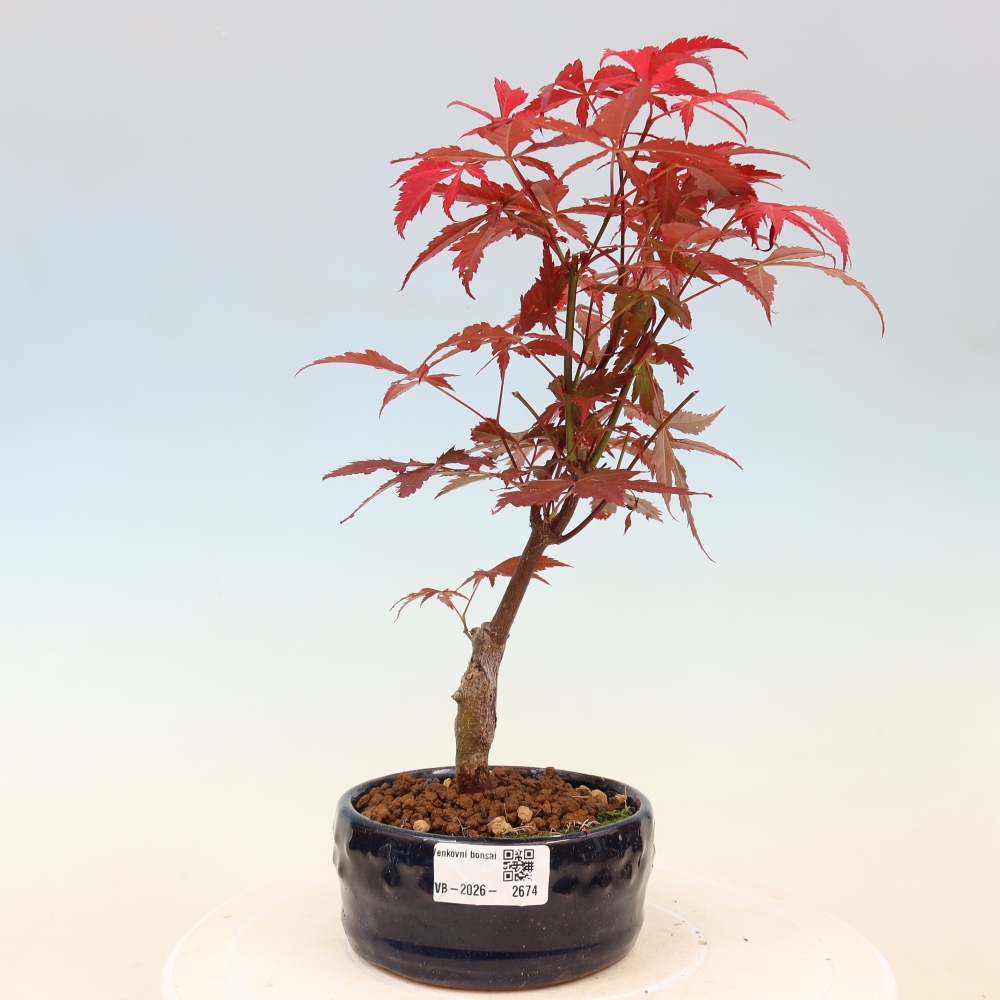 Kültéri bonsai - Acer pálma. Atropurpureum-Javor palmate